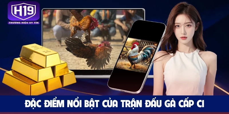 Đặc điểm nổi bật của trận đấu gà cấp C1